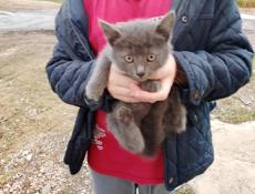 Отдам котят