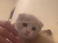 Котенок мальчик . Чистокровный шотландец 