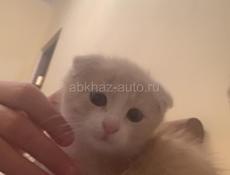 Котенок мальчик . Чистокровный шотландец 