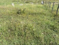 Очень срочно 🔥🔥🔥45 сот. 