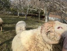 Продаю барана 