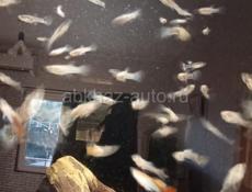 Рыбки гуппи