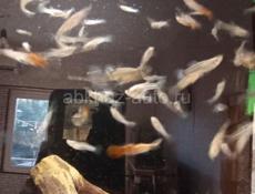 Рыбки гуппи