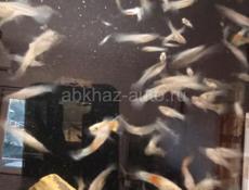 Рыбки гуппи