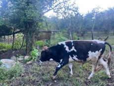 Продаются несколько Коров. Дранда  (Пшап) 