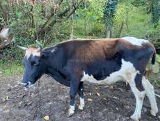 Продаются несколько Коров. Дранда  (Пшап) 