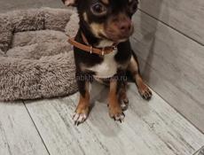 Продается собака