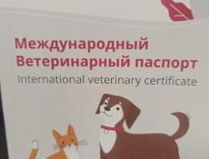 Продается собака