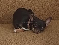 Продается собака