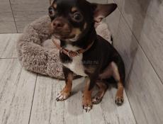 Продается собака