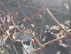 Утки по меньше которые 700 крупнее 1500