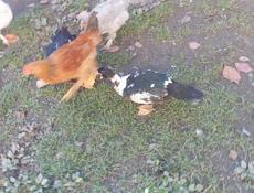 Утки по меньше которые 700 крупнее 1500