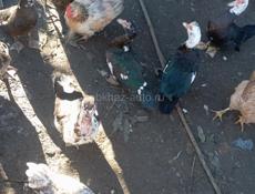 Утки по меньше которые 700 крупнее 1500