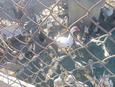 Утки по меньше которые 700 крупнее 1500