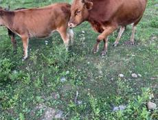 Подаются бычки и телки