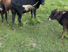 Подаются бычки и телки