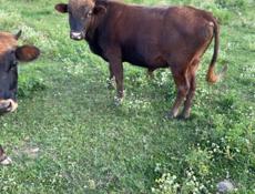 Подаются бычки и телки