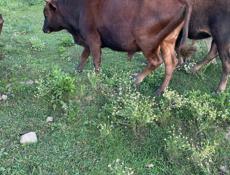 Подаются бычки и телки