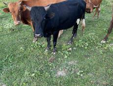 Подаются бычки и телки