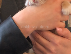 отдадим котенка в добрые руки