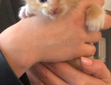 отдадим котенка в добрые руки