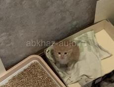 отдадим котенка в добрые руки