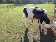 Продаю бычка 50-55кг