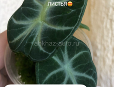 Комнатные растения