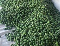 Фейхоа 1 тонна