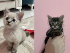 отдаем в добрые руки котят 