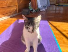 Найдена кошка