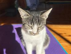 Найдена кошка