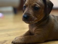 Продаю породистых щенков