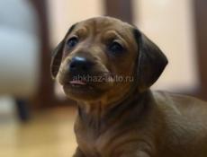 Продаю породистых щенков