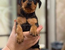 Продаю породистых щенков