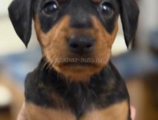 Продаю породистых щенков