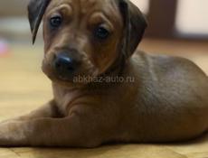 Продаю породистых щенков