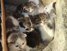 Котята в добрые руки 