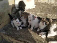 Котята в добрые руки 