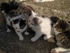 Котята в добрые руки 