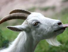 Продаются породистые козы