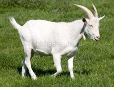 Продаются породистые козы