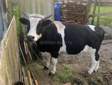 Бычок  180кг вес ,возраст 2,5 года 