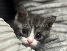 Красивые пушистики