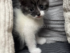 Красивые пушистики