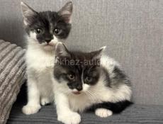 Красивые пушистики