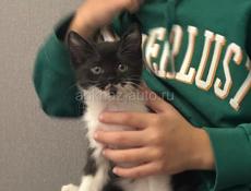 Красивые пушистики