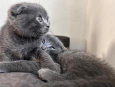 Продаются котята 