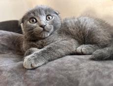 Продаются котята 