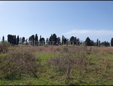 Алахадзе 6 соток